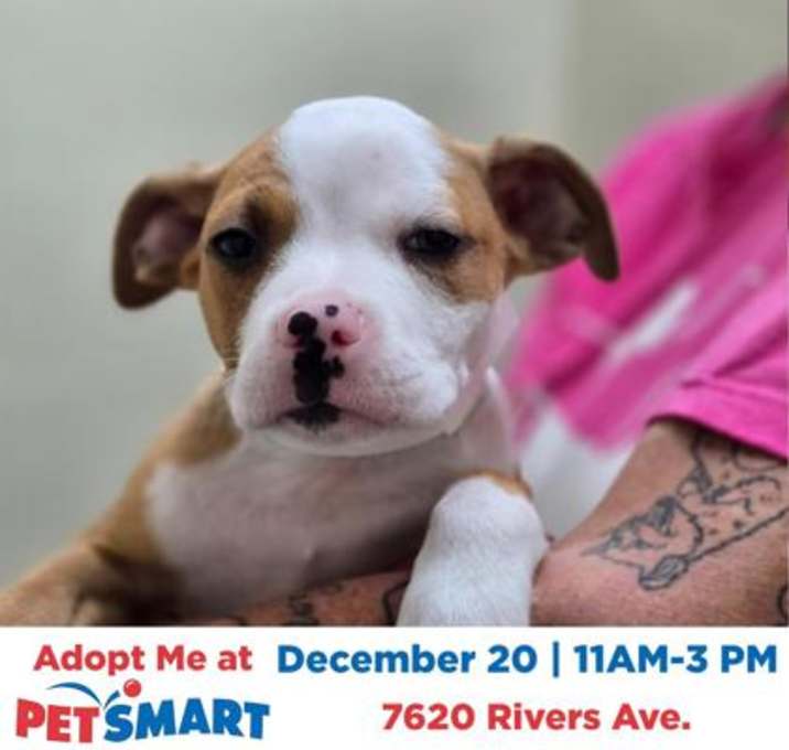 Photo of 89485a Ralphie