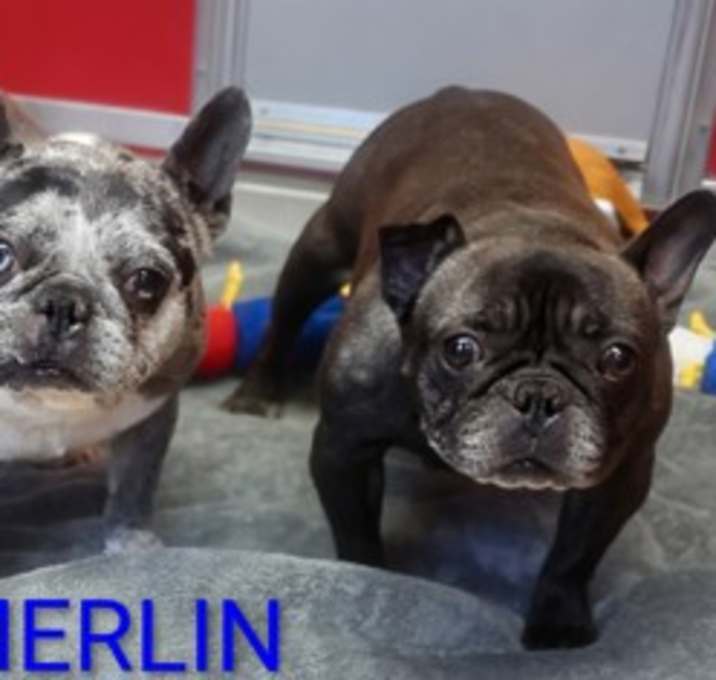 Photo of Merlin