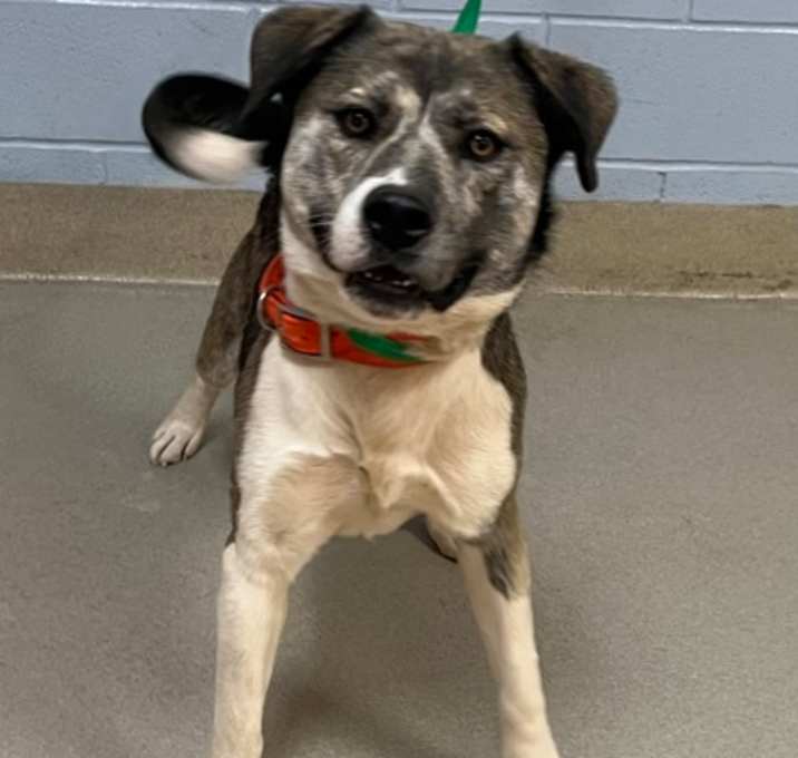 Photo of Gauge 12/30/25