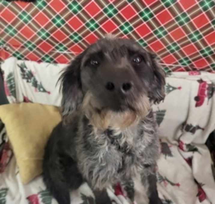 Photo of Edgar ( alan poe)