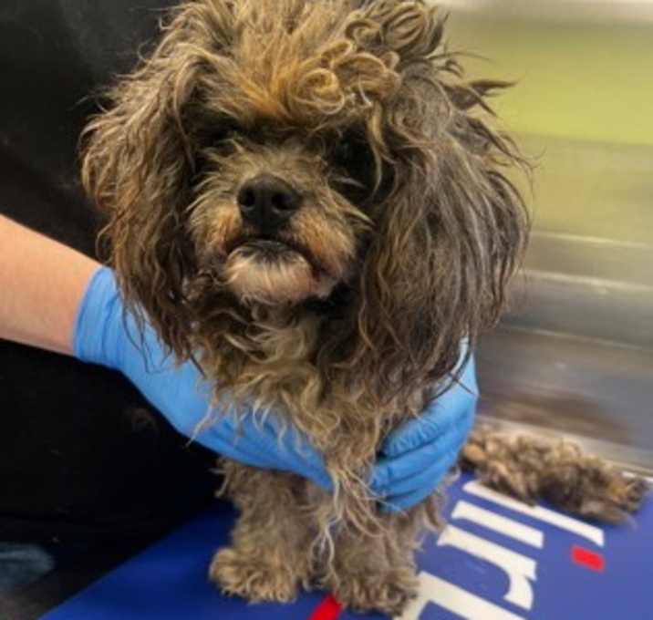 Photo of Little Debbie