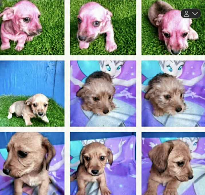 Photo of Adorable Gina's-Gigio puppies