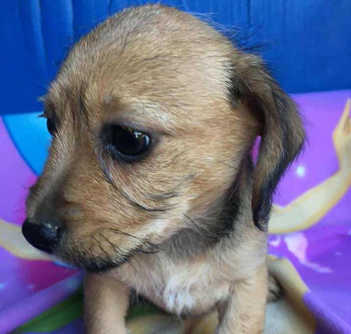 Photo of Baby Puppy Grace