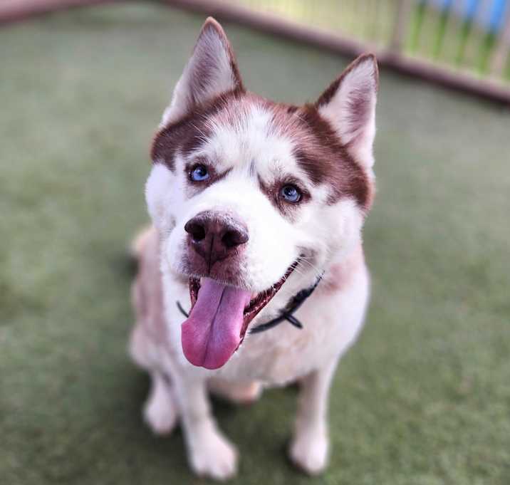 Photo of Apollo (C000-753) - Chino Hills Location