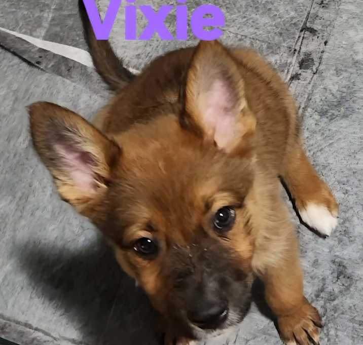 Photo of Vixie JW