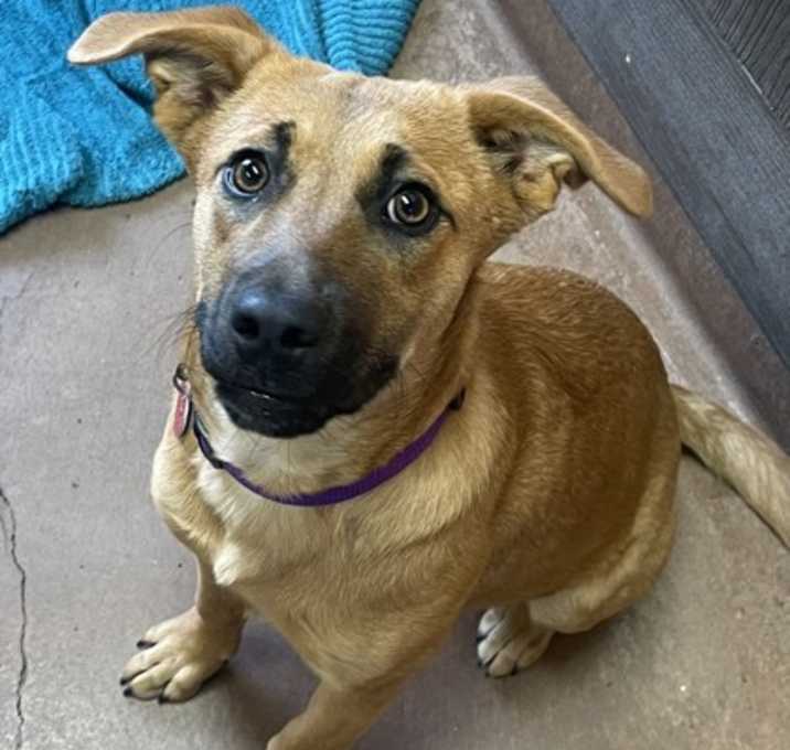 Photo of Dots - AVAILABLE