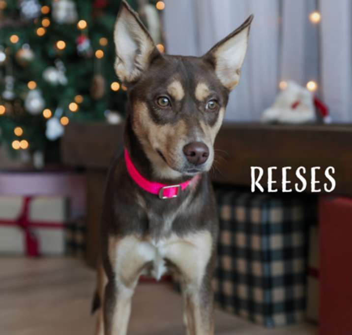Photo of Reeses