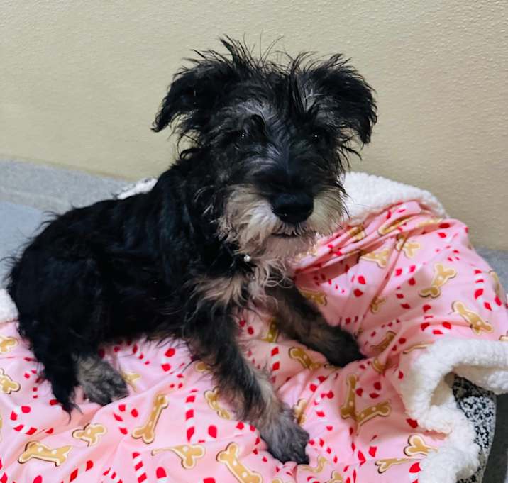 Photo of Nicholas (C000-758) - Costa Mesa Location