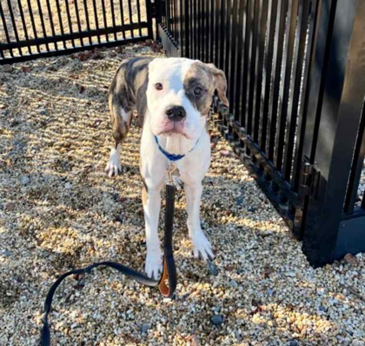 Photo of Honey (Foster/Adopt Only)