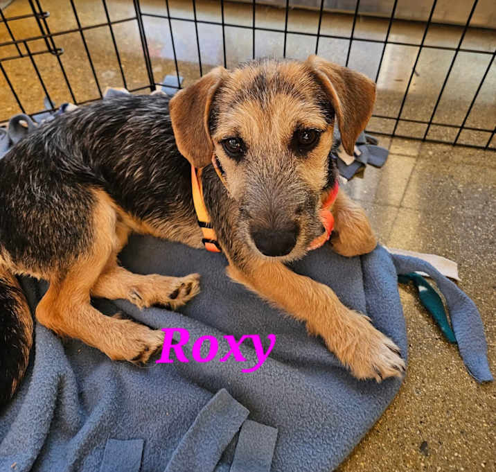 Photo of Roxy