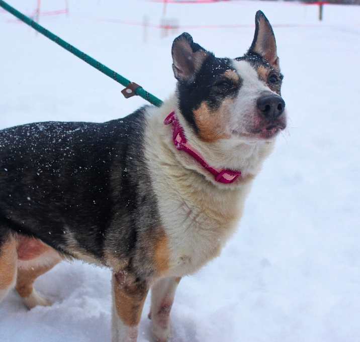 Photo of Diamond Rose