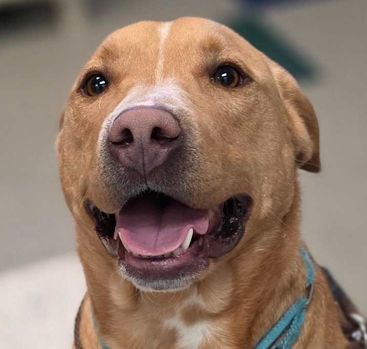 Photo of Sweet Tater