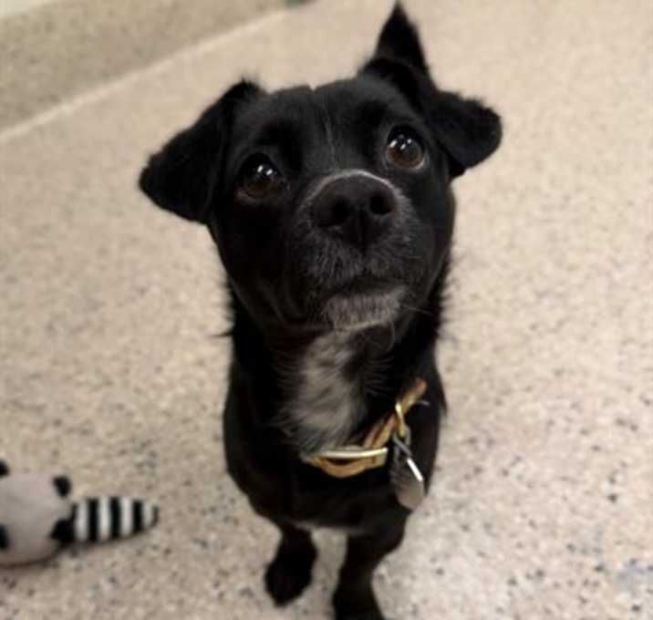 Photo of *SHORT STACK