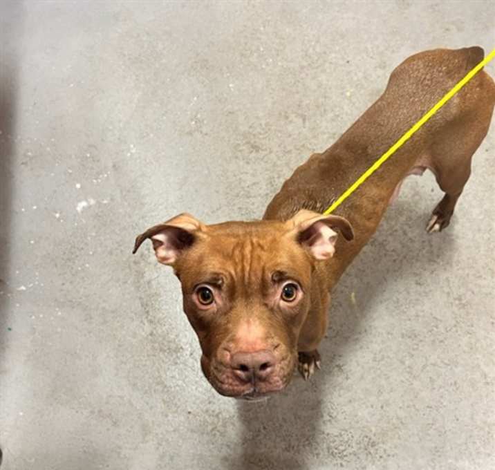 Photo of SUGARPLUM DANISH