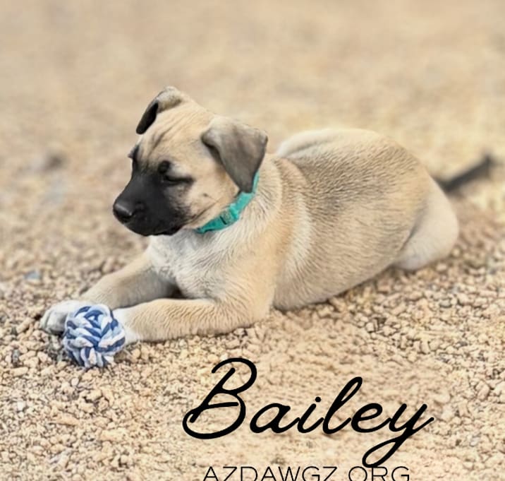 Photo of Bailey 