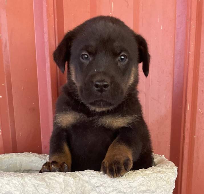 Photo of Confetti Pup #4