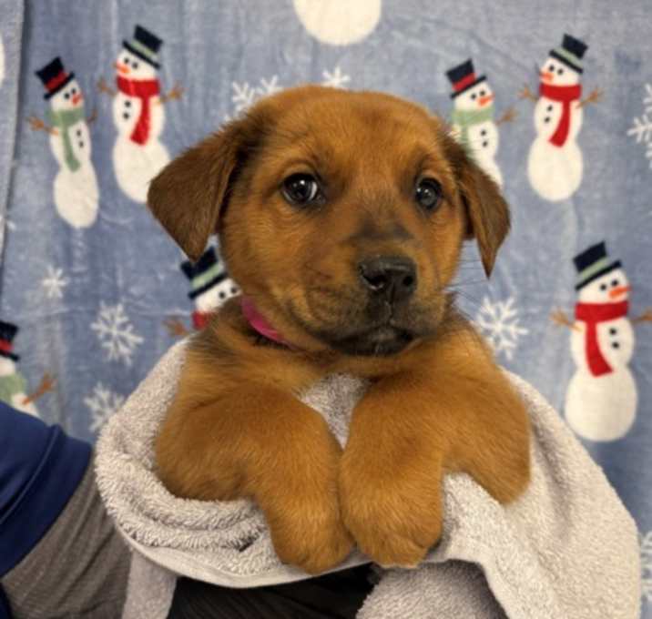Photo of Turtle Dove