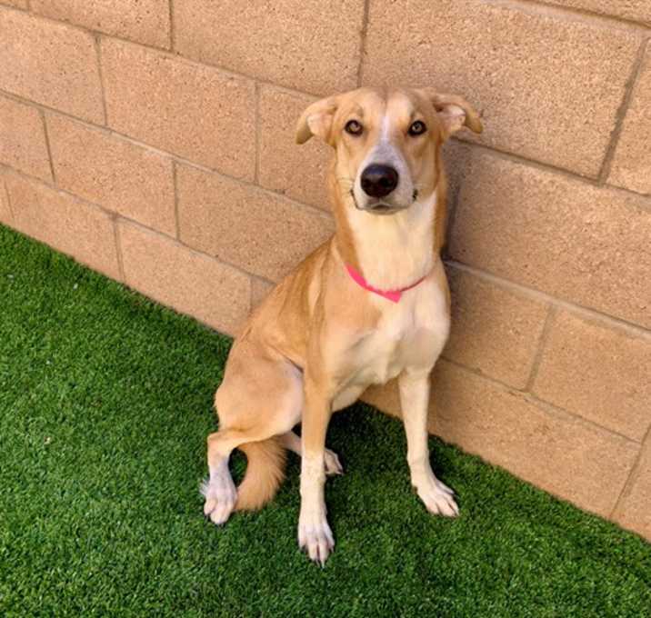 Photo of JOVIE THE ELF