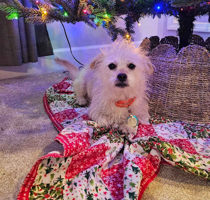 Photo of Chance 21709