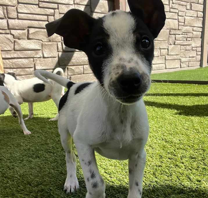 Photo of Snickers 8548