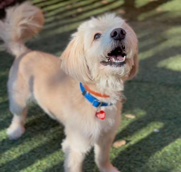 Photo of Elliot A2244931