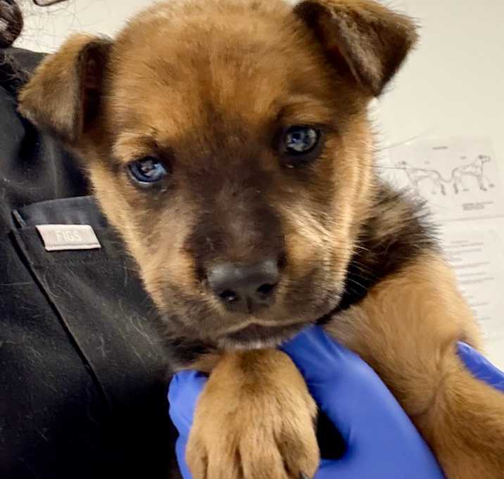 Photo of Umi - A2245530