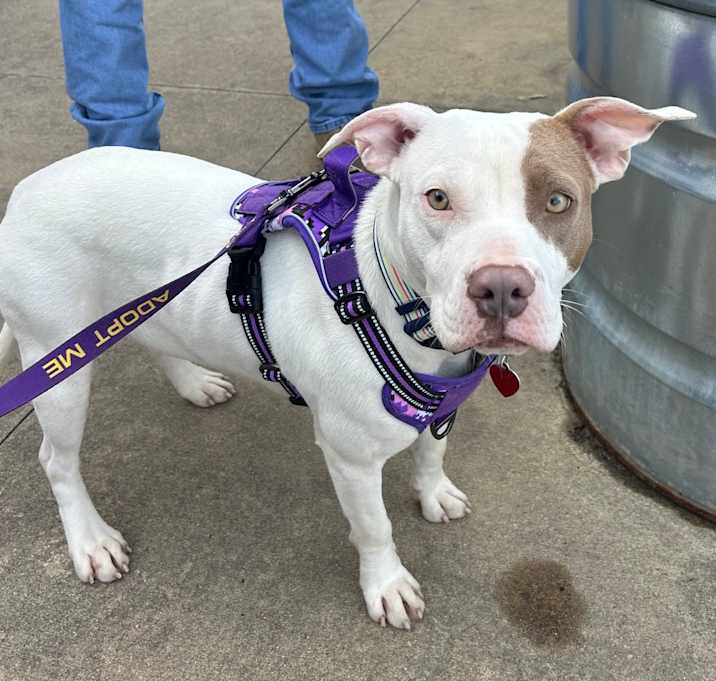 Photo of Irish Cream 25-1776