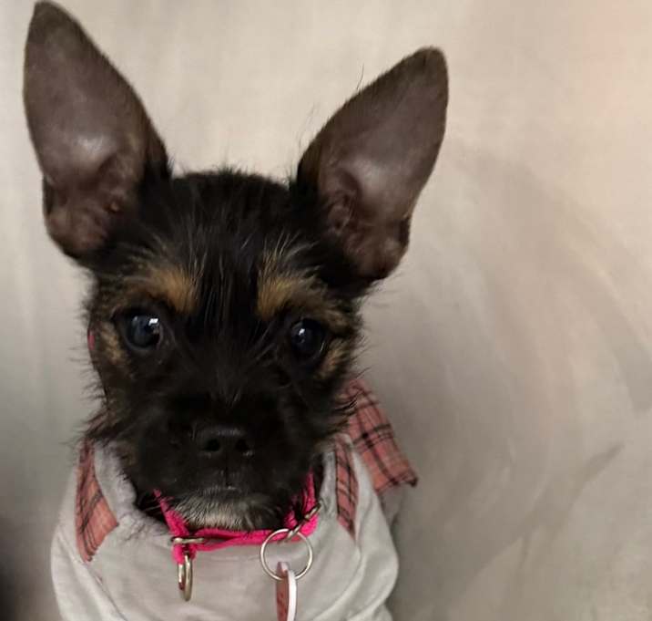 Photo of Britney A2246904