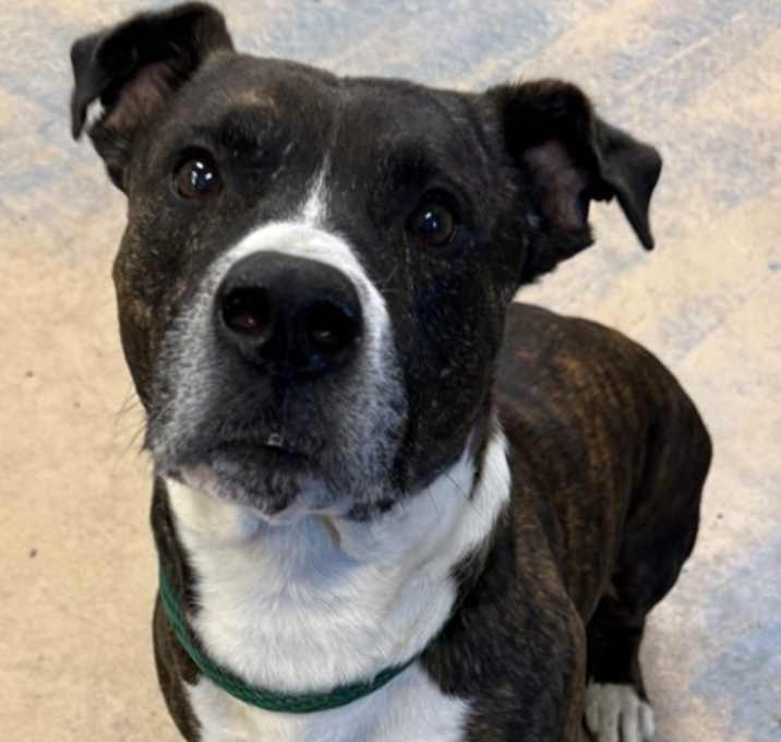 Photo of NO WL *Doodie* Stray- Hwy 491/