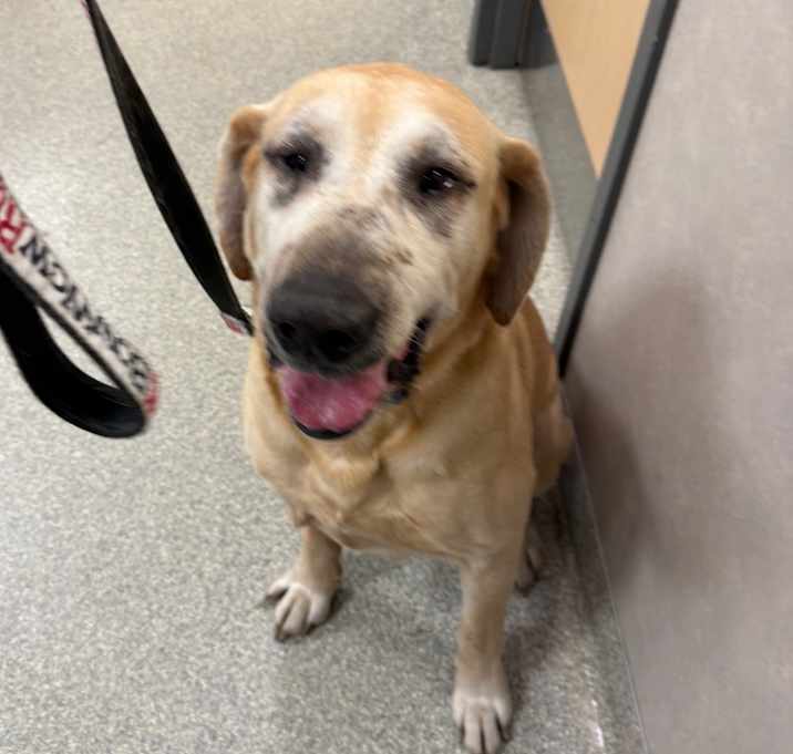 Photo of Golden Years