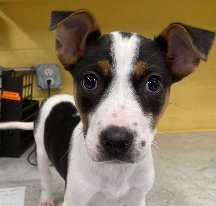 Photo of Howl-iday Cheer