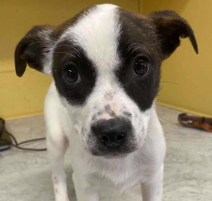 Photo of Fleas Navidad