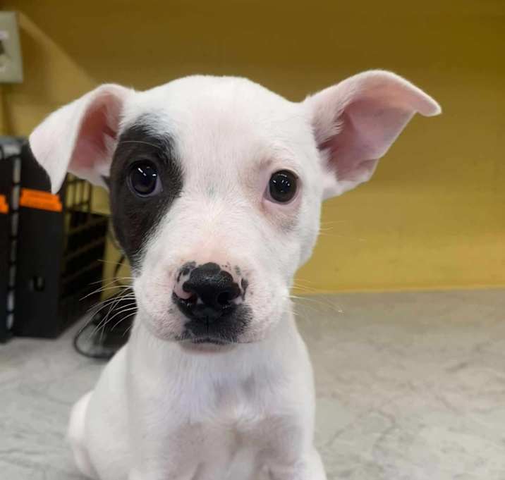 Photo of Pawler Bear