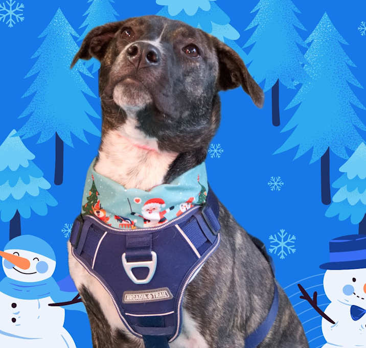 Photo of Pink Too Much