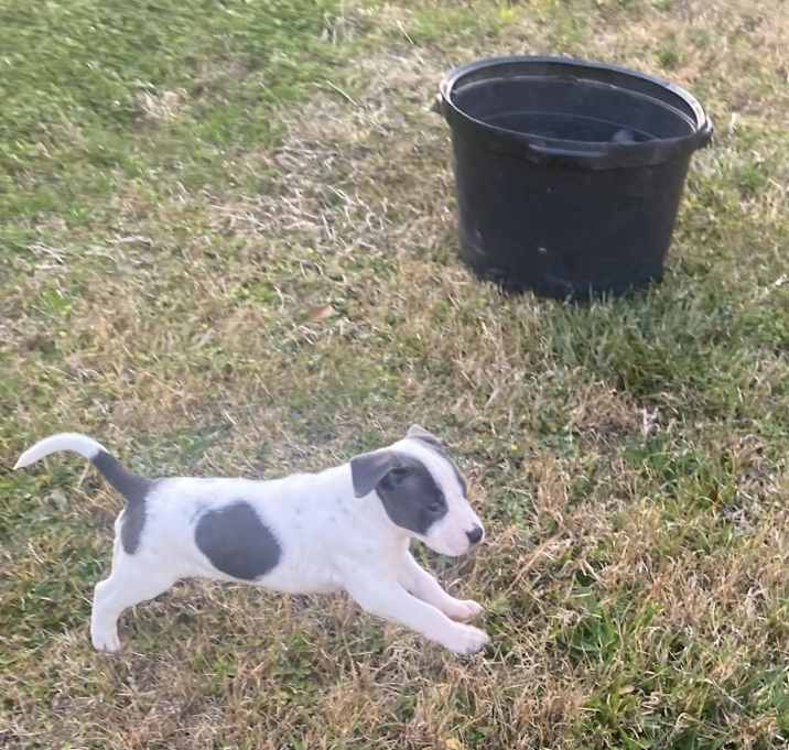 Photo of 8 newborn puppies