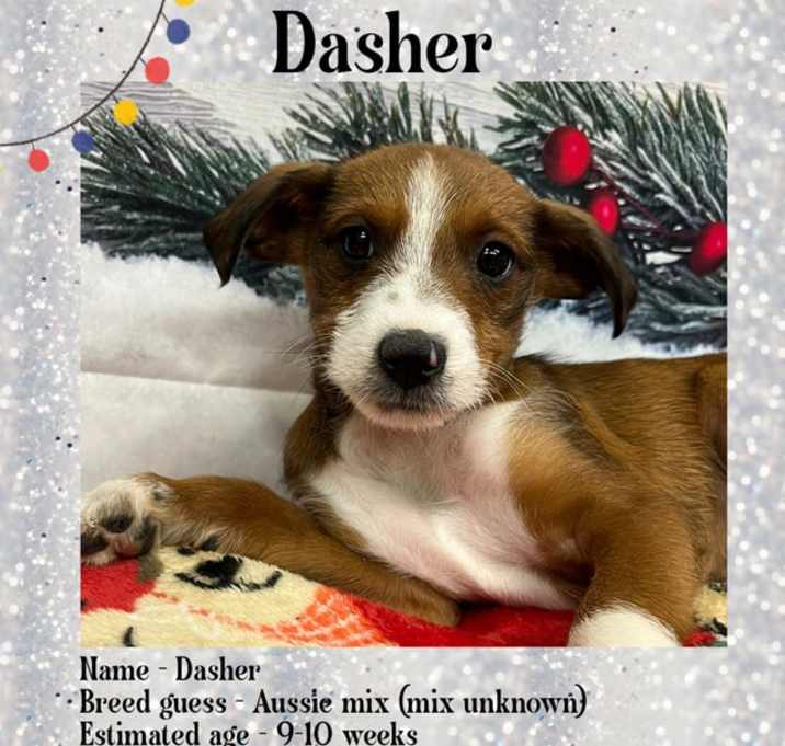 Photo of Dasher