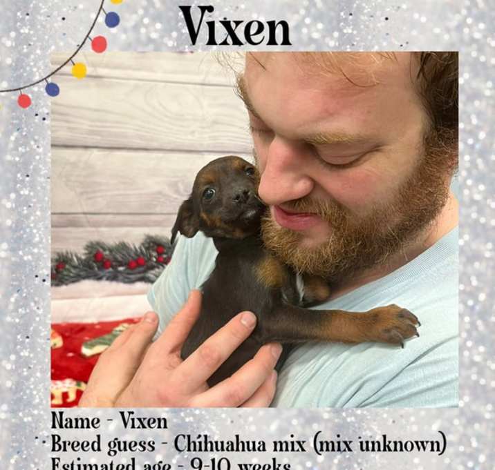 Photo of Vixen