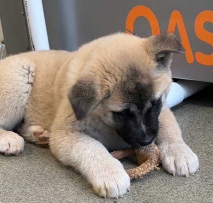 Photo of Charlie Brown