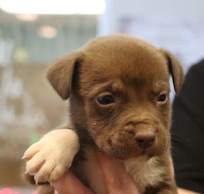 Photo of Rescue Only