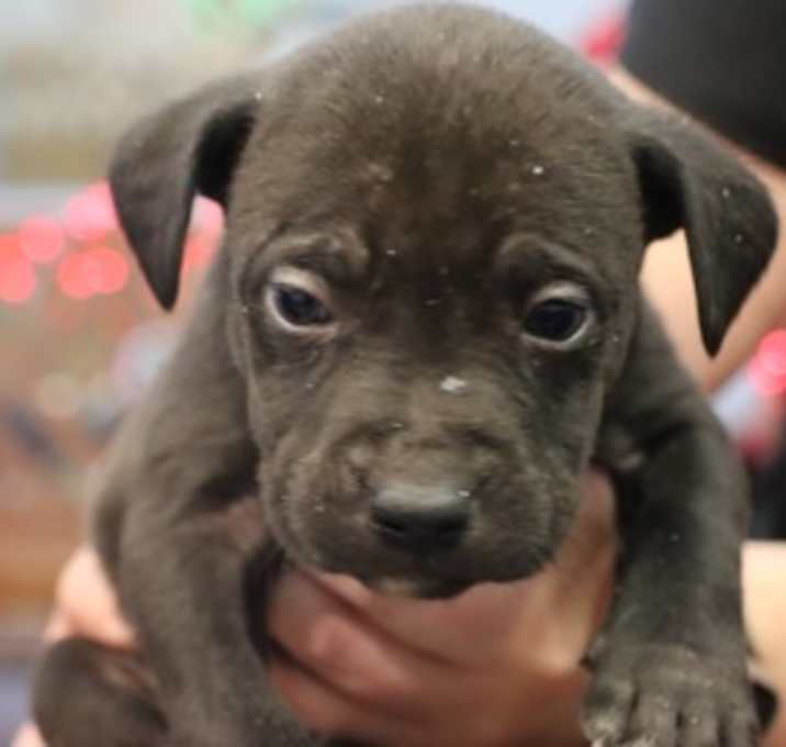 Photo of Rescue Only