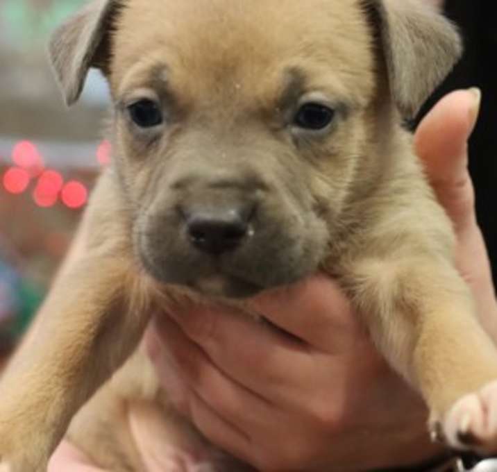 Photo of Rescue Only