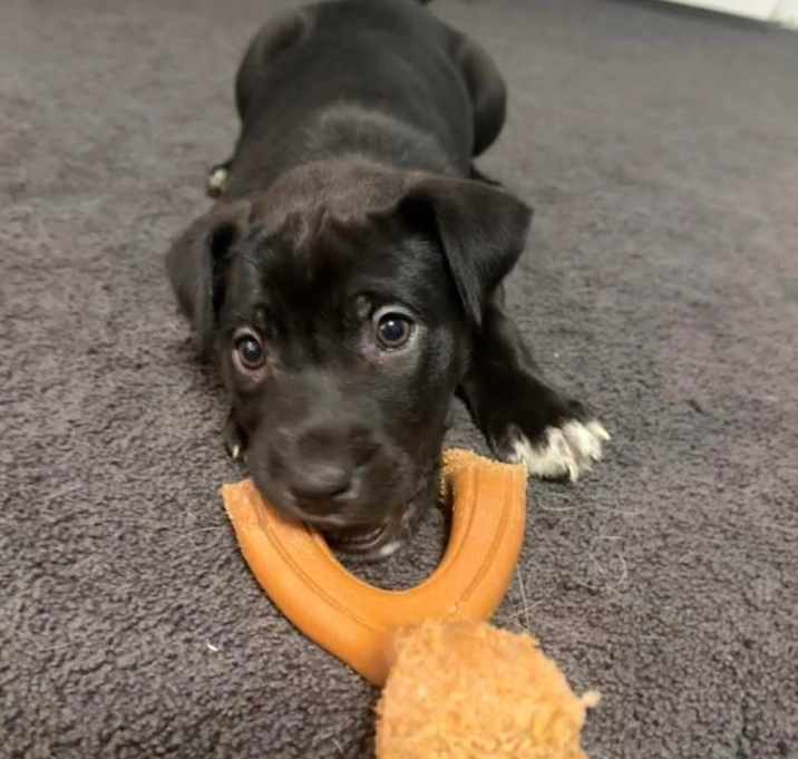 Photo of 898 (2025) Rambo