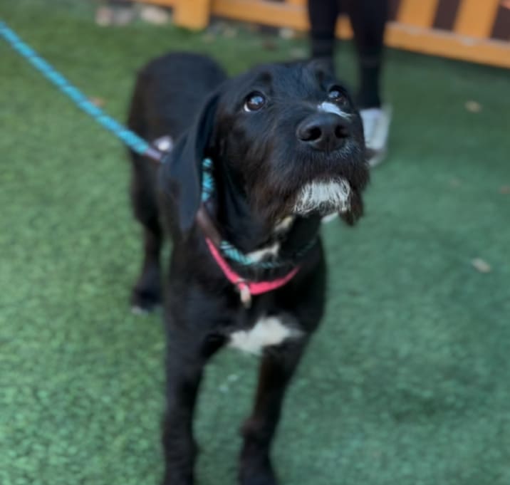 Photo of Shine A2248039