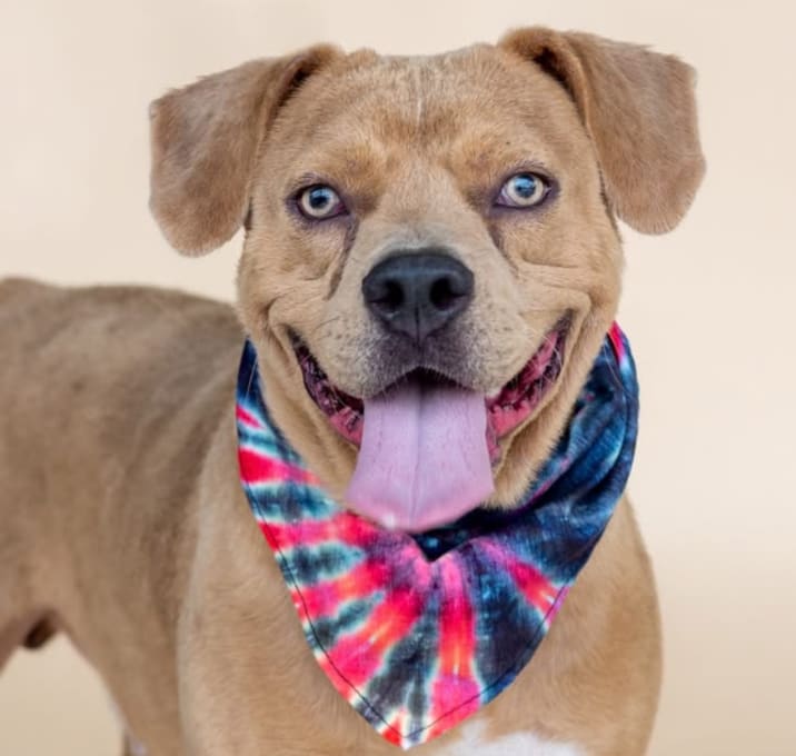 Photo of Woody *Coming Soon* 