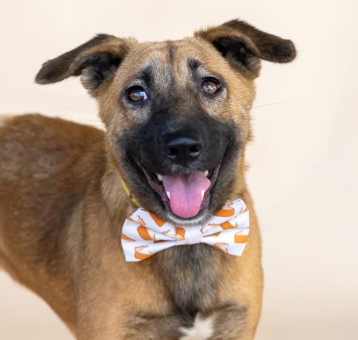 Photo of Ginger *Coming Soon* 