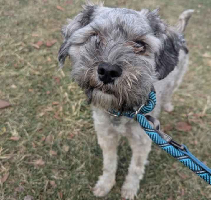 Photo of Mr. Belvedere