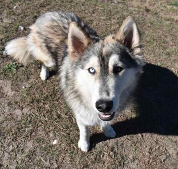 Photo of Roscoe-avail 12/23