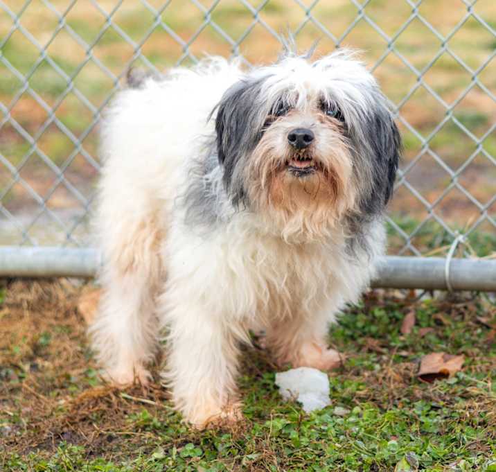 Photo of Oreo (Bonded w/Mocha)