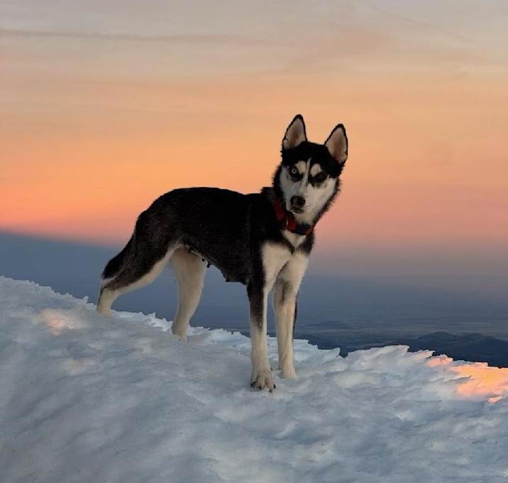 Photo of Aurora - Your New Hiking Buddy!
