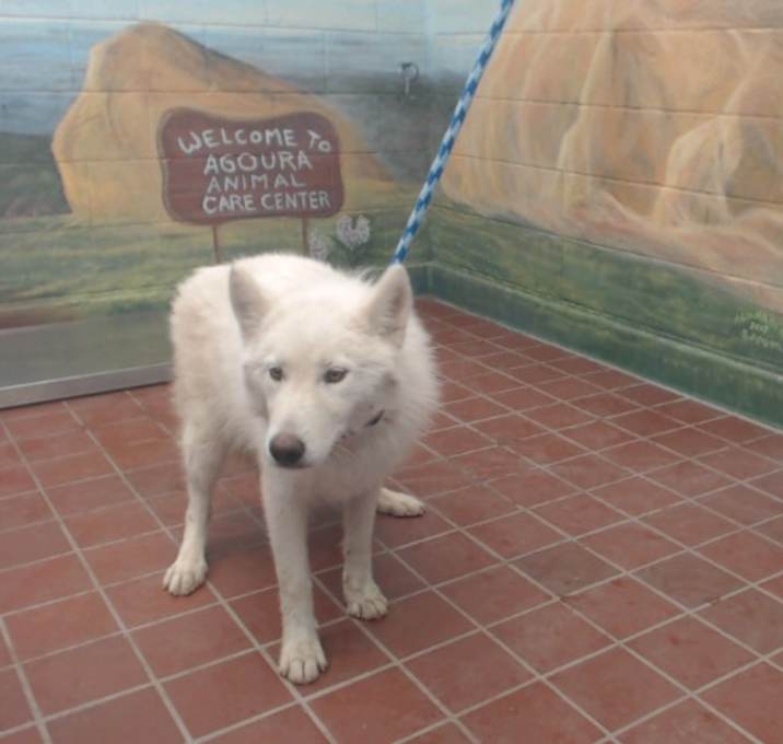 Photo of LITTLE GOST